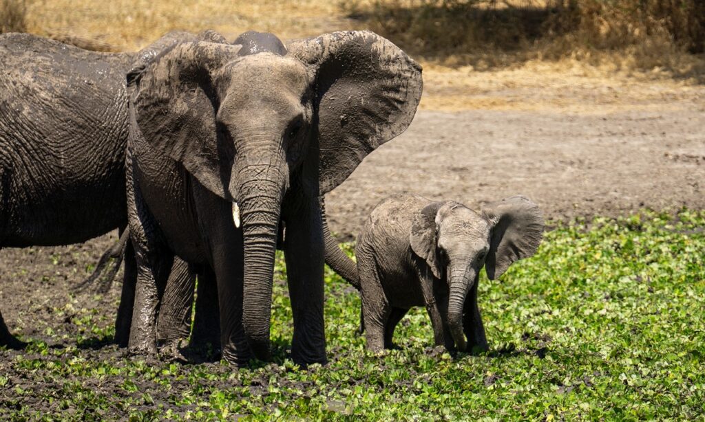 Safari tanzanie et zanzibar 10 jours | Safari Radar