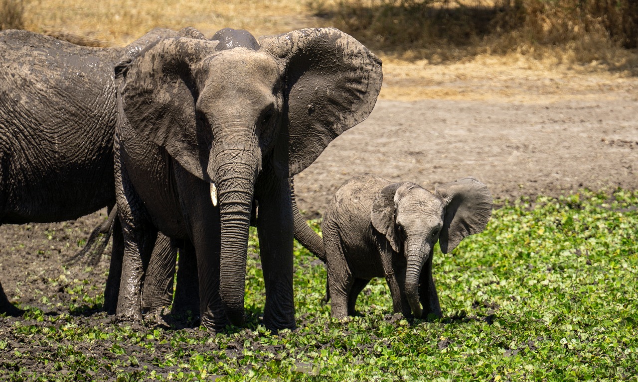 Safari tanzanie et zanzibar 10 jours