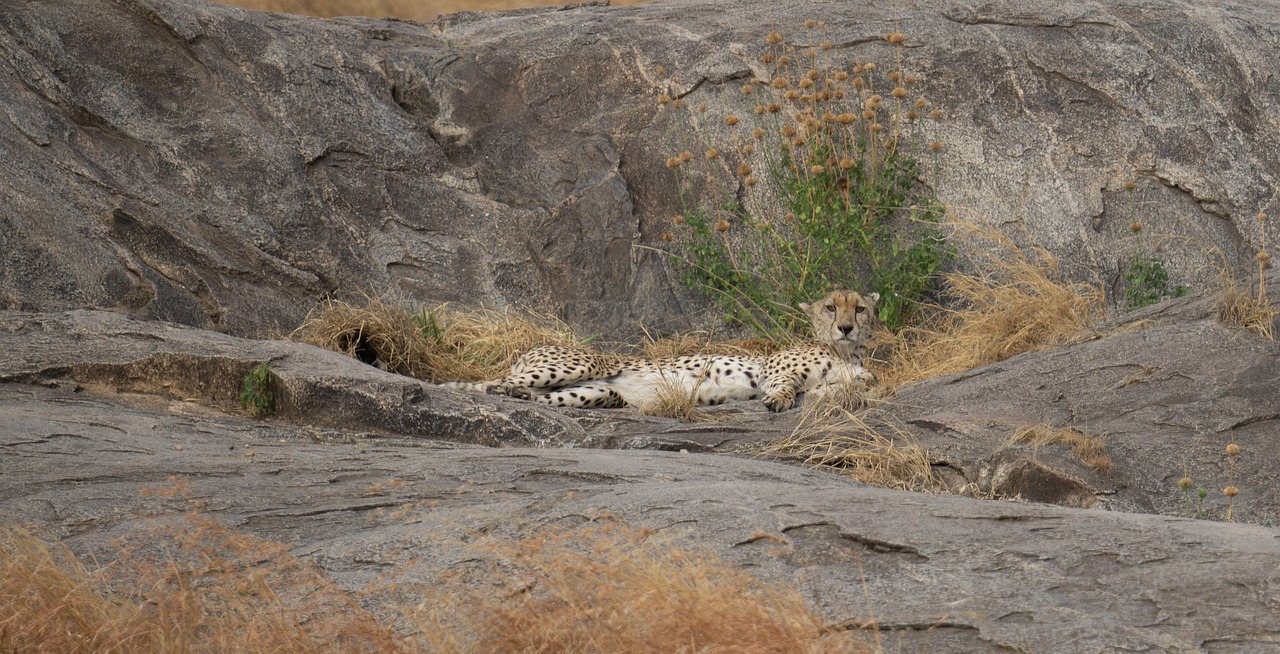 Safari tanzanie ou afrique du sud