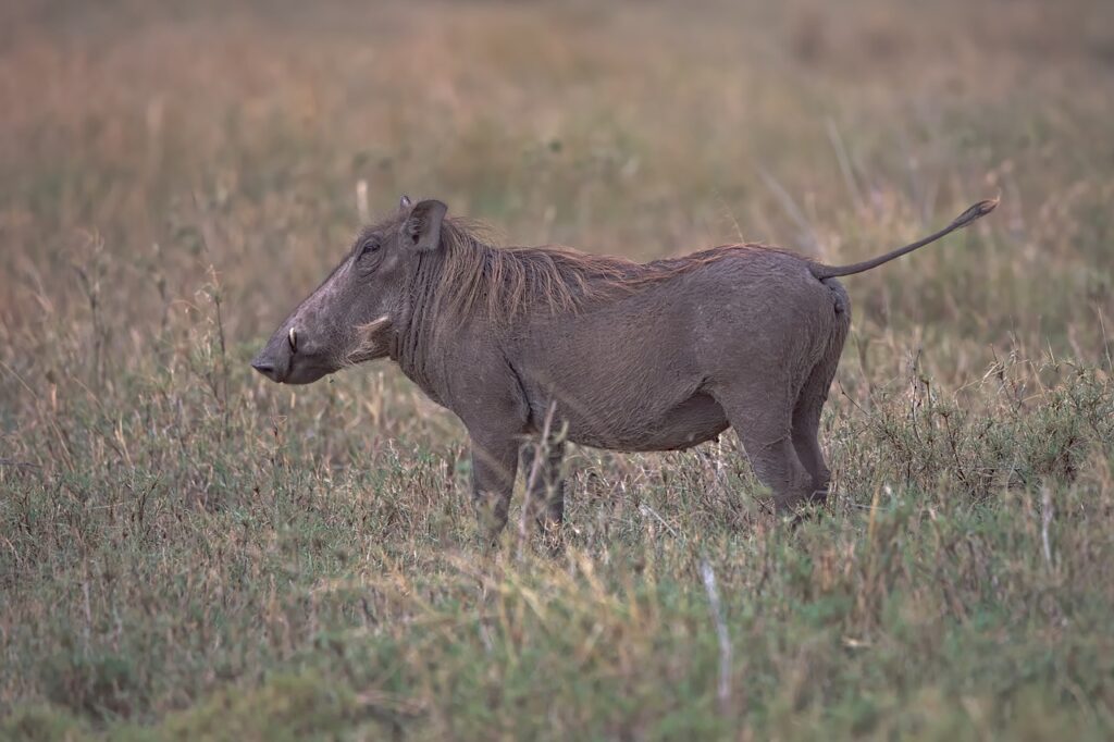 Safari tanzanie ou kenya | Safari Radar