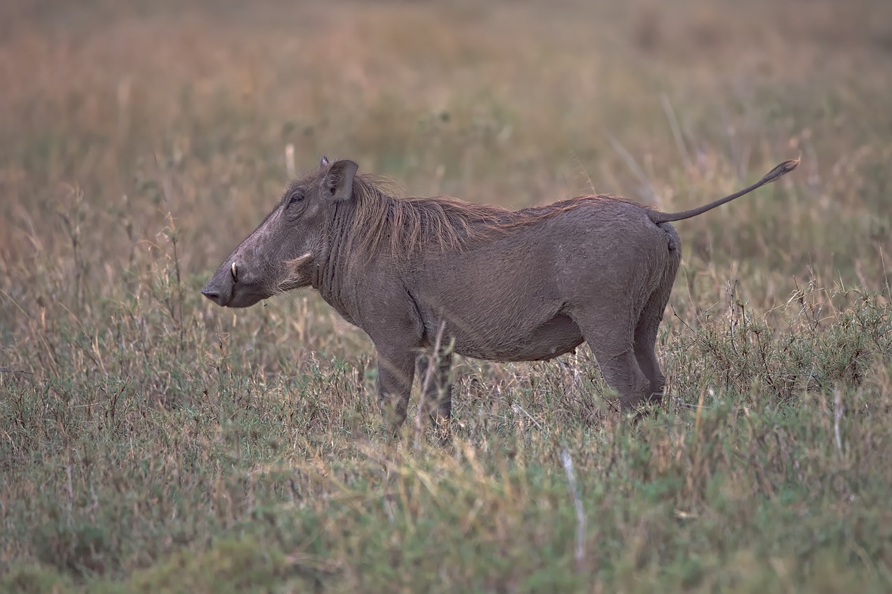 Safari tanzanie ou kenya