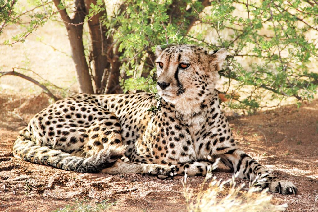 Vetement pour safari | Safari Radar