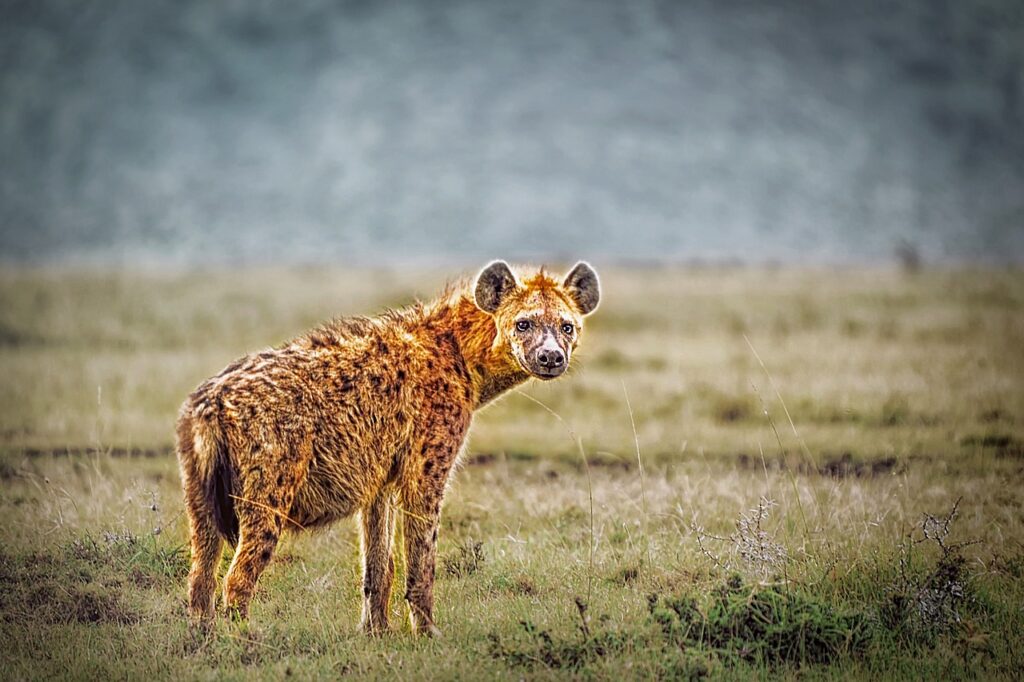 Voyage kenya safari | Safari Radar