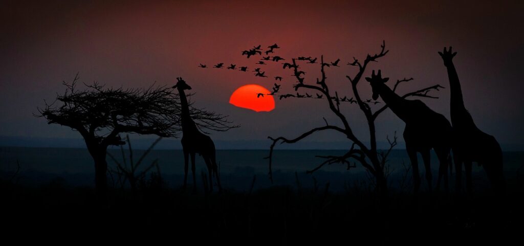 Wilderness safaris | Safari Radar