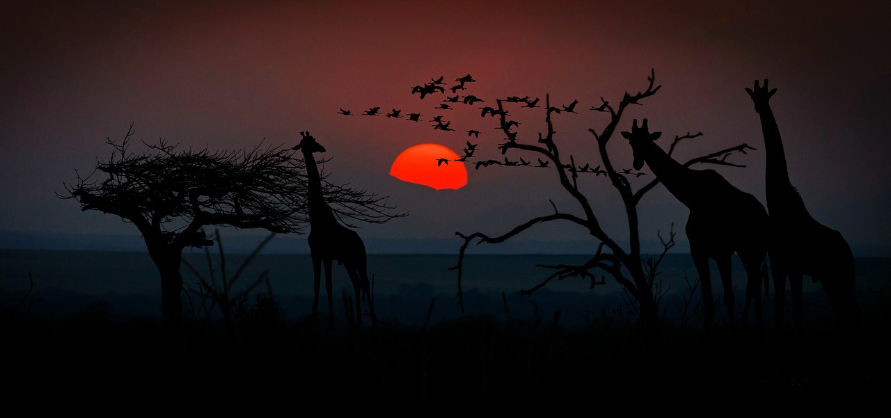 wilderness safaris