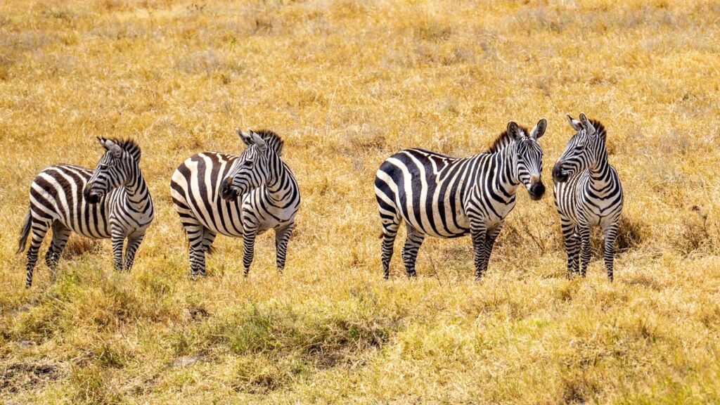 Faut il un visa pour la tanzanie | Safari Radar