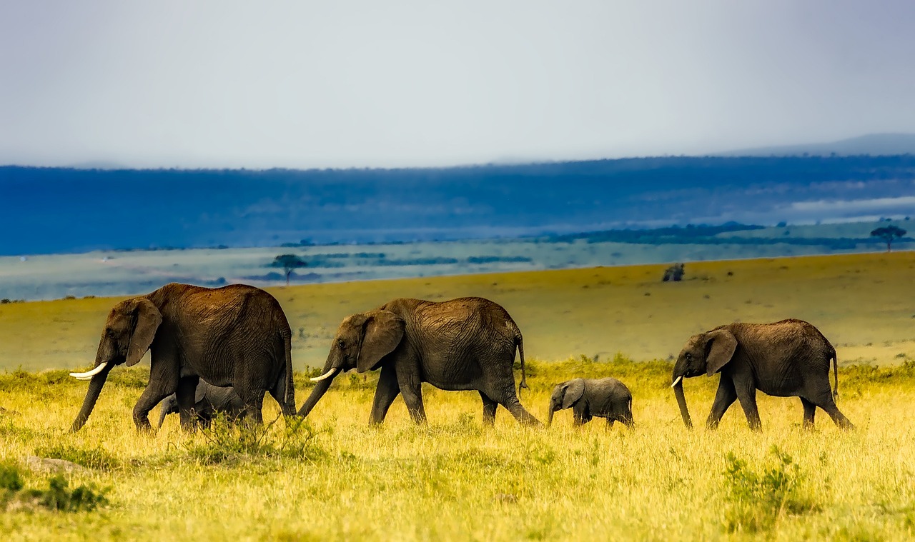 grand jeu safari africain