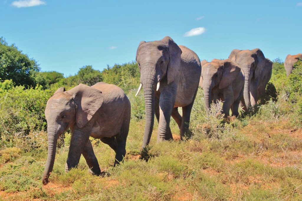 Kruger park safari | Safari Radar
