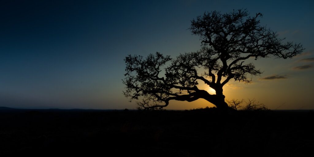 Les plus beaux safaris d'afrique | Safari Radar