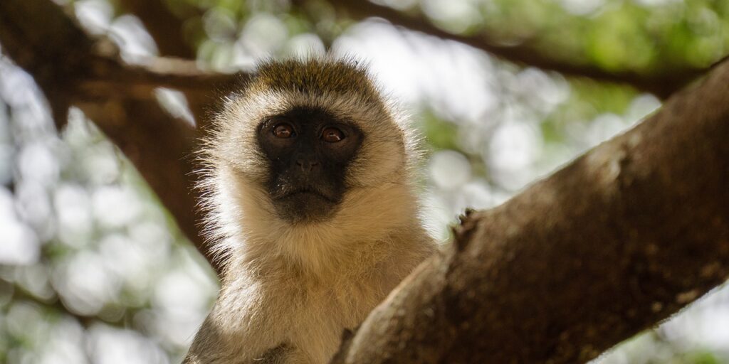 On est en tanzanie alibi | Safari Radar