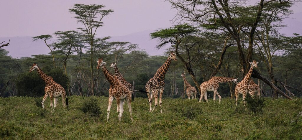 Prix d'un safari au kenya | Safari Radar