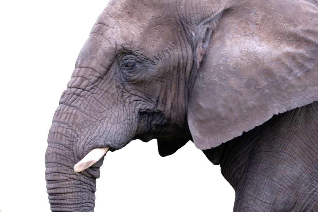 Safari botswana avis | Safari Radar