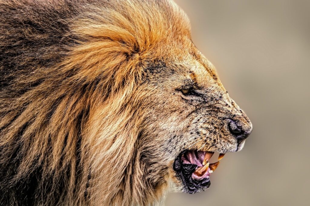 Safari en afrique prix | Safari Radar