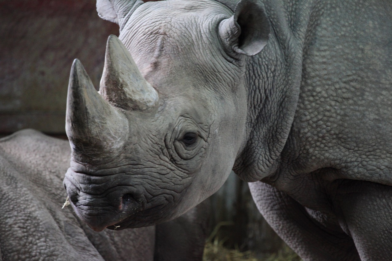 Rhino post safari lodge