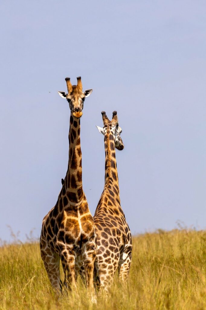 Safari kruger | Safari Radar