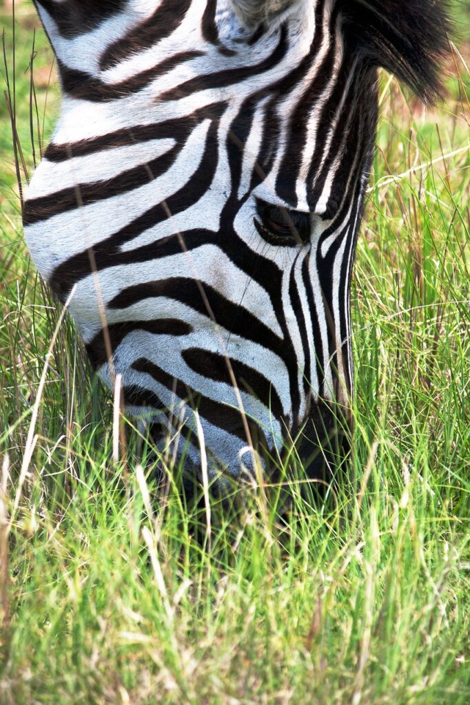 Safari okavango | Safari Radar