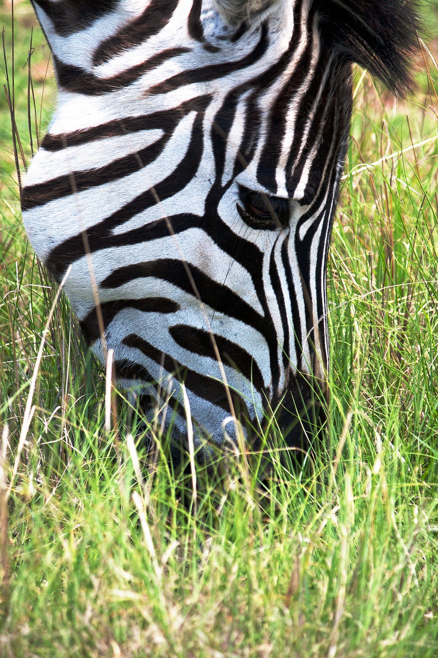 safari okavango
