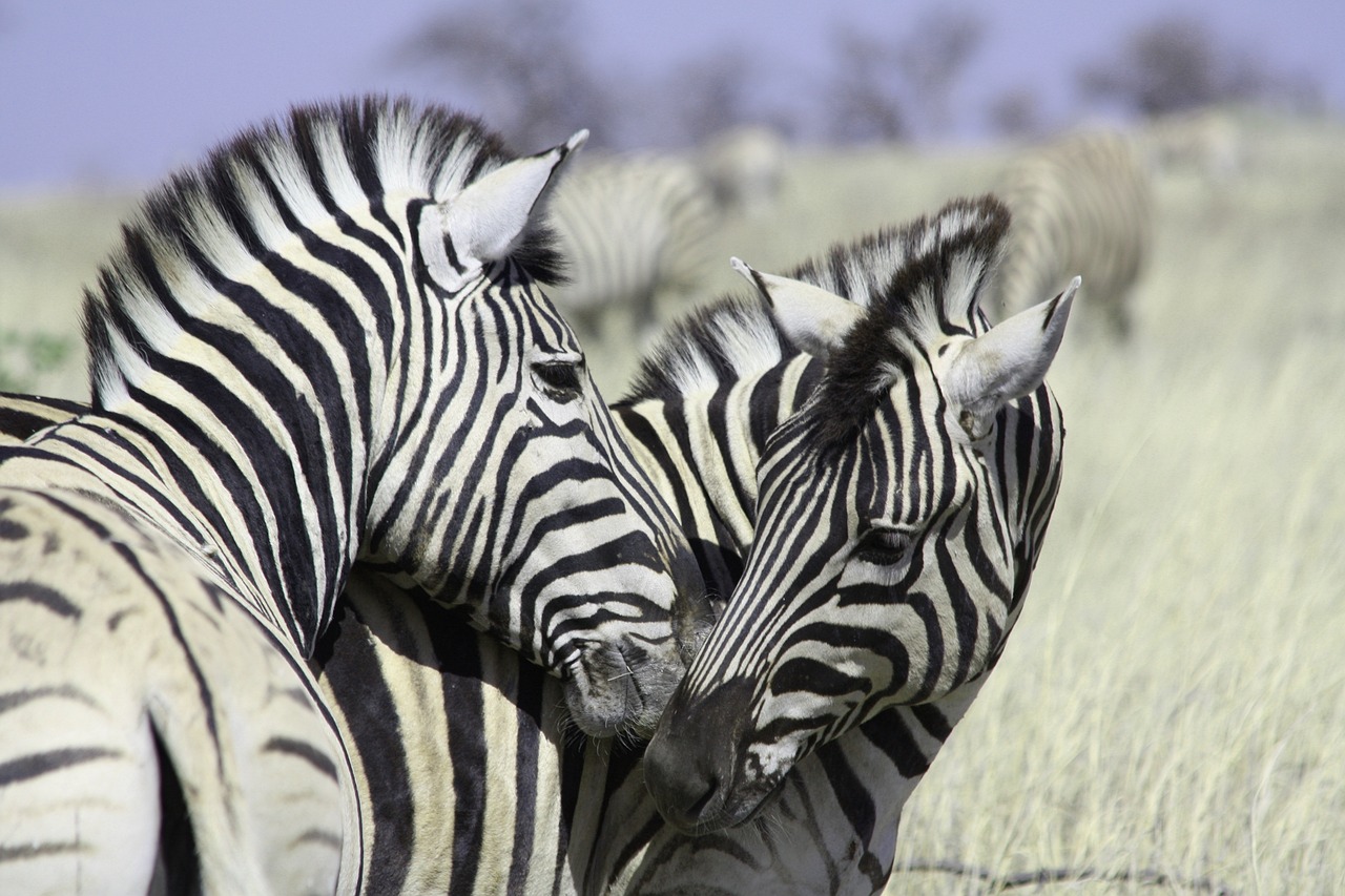 safari parc kruger tout compris