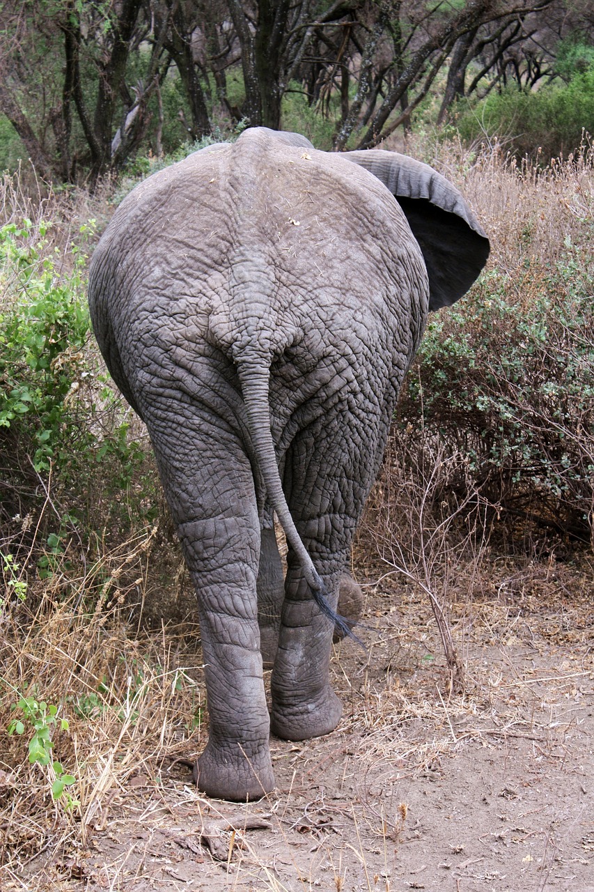 Safari tanzanie sans agence