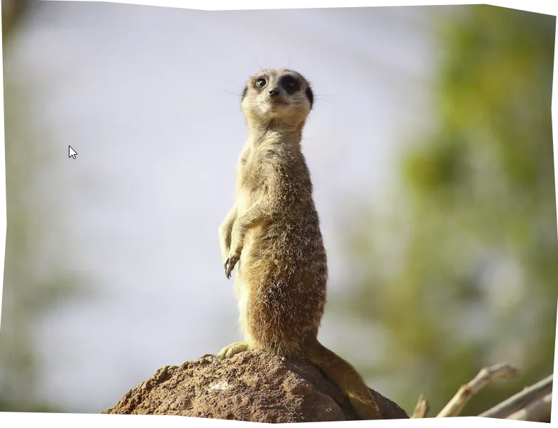 Zoo de Beauval - Suricate
