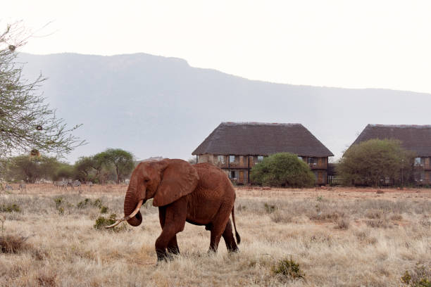 Peut-on payer en euros lors d'un safari ?