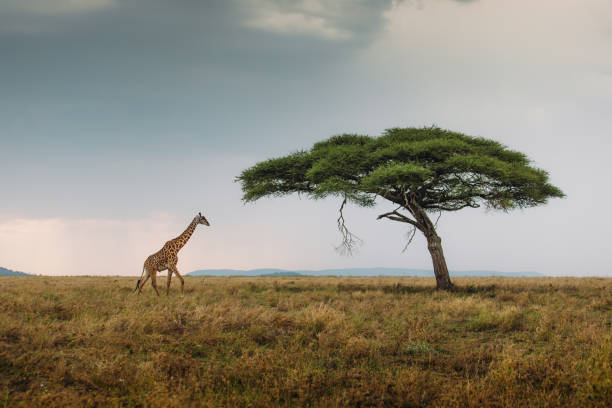 Quelles sont les vaccinations qu'il faut pour un safari ?