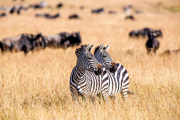 Voyage safari kenya prix