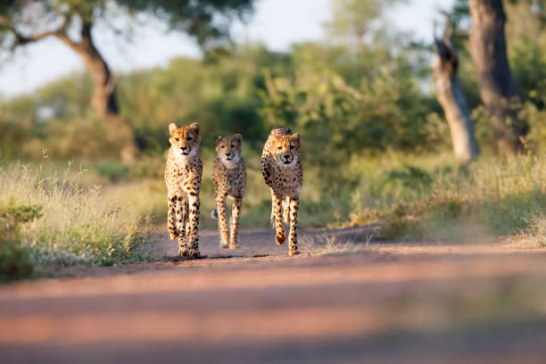 Parc National Kruger