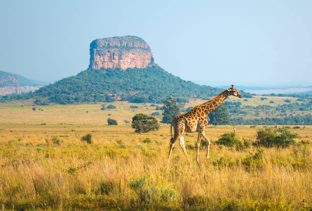 Voyage Afrique du Sud safari