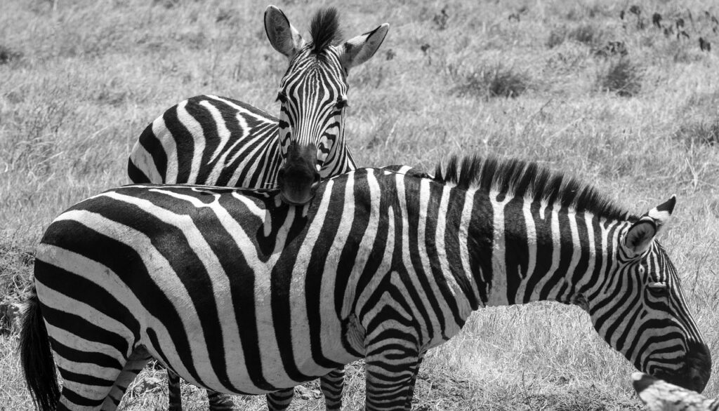 Où se trouve la tanzanie en afrique | Safari Radar