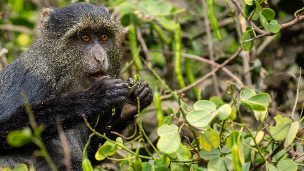 Où se trouve la tanzanie sur la carte | Safari Radar
