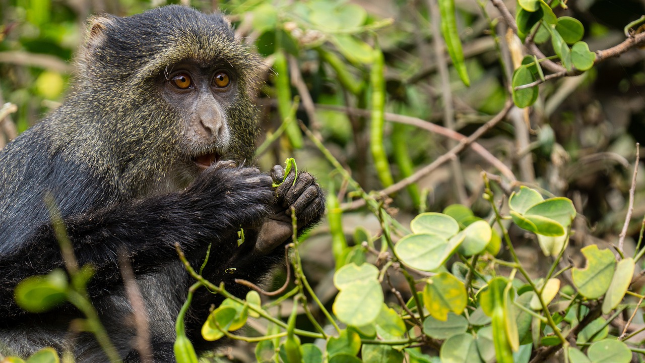 Où se trouve la tanzanie sur la carte