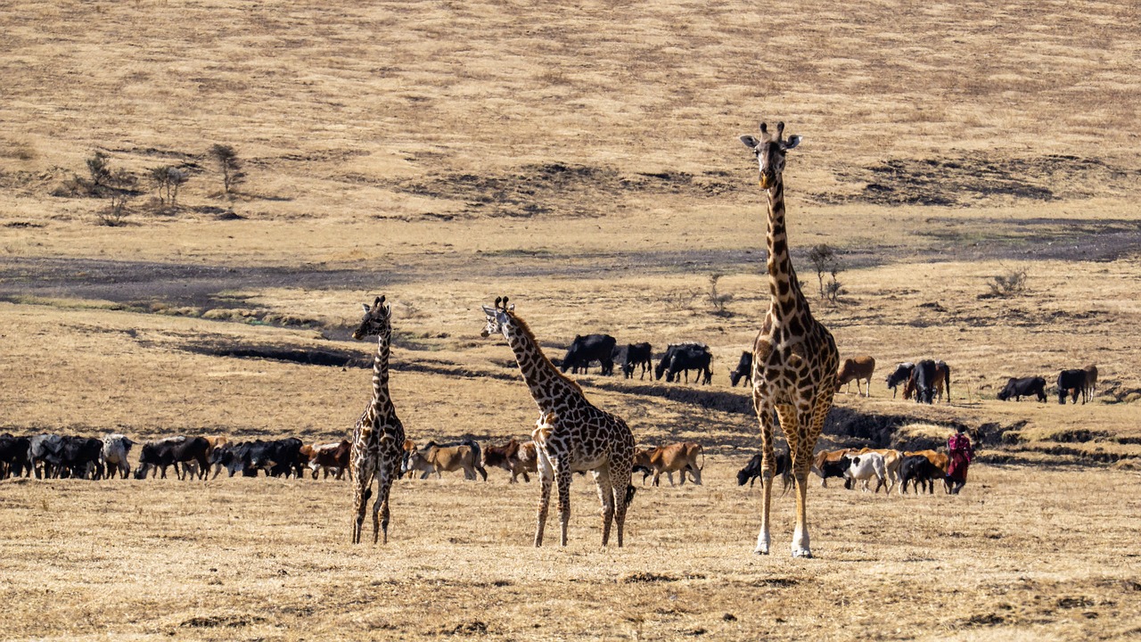 Safari tanzanie voyageurs du monde