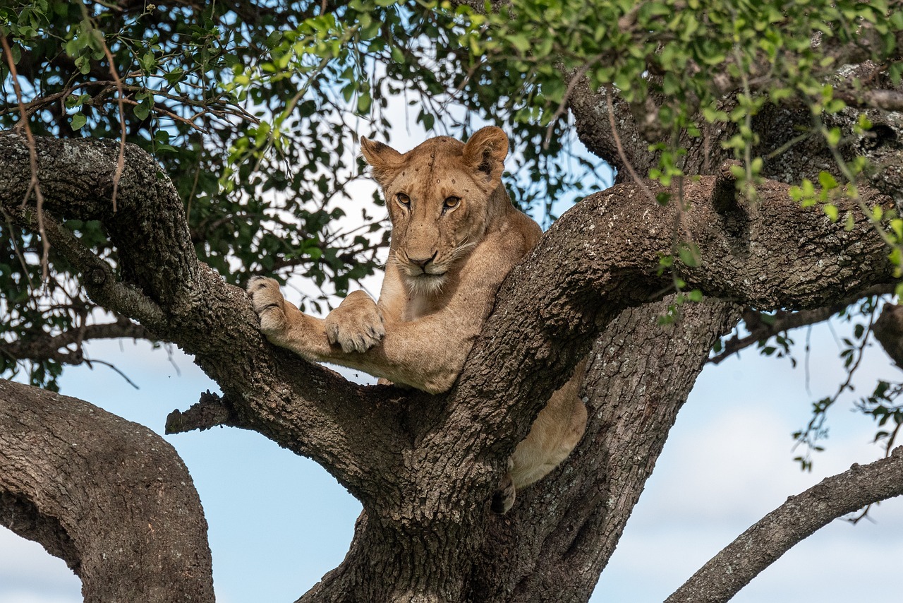 Safari tanzanie zanzibar prix