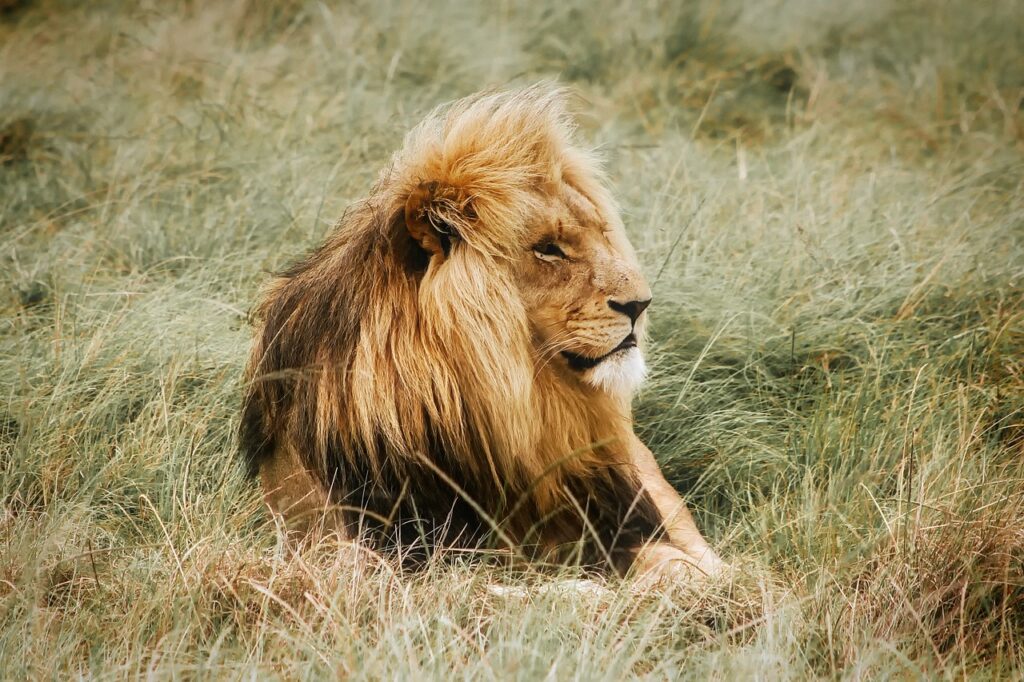 Safarie afrique | Safari Radar