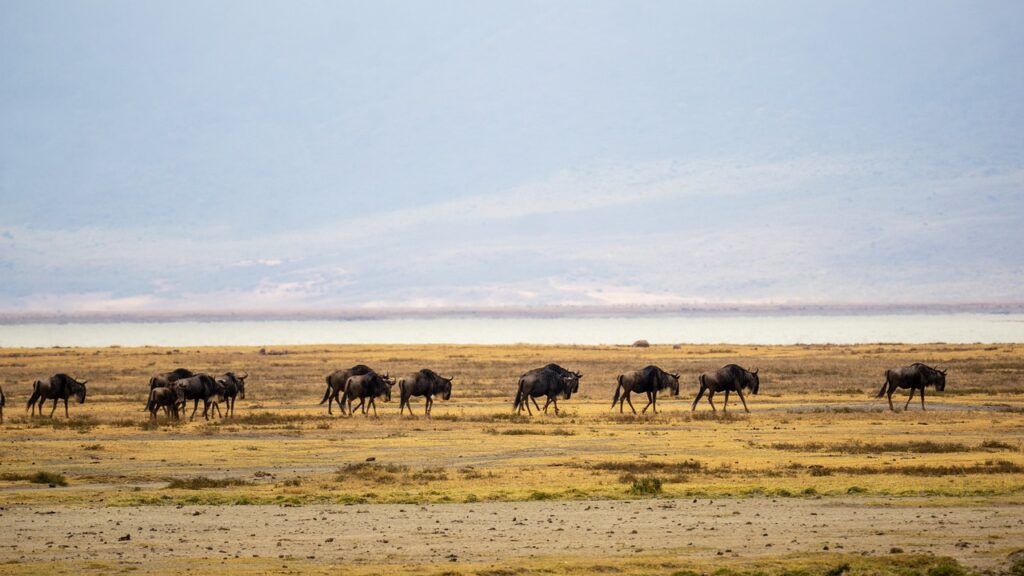 Safarie tanzanie prix | Safari Radar