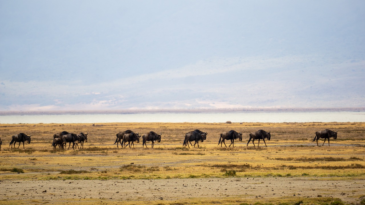 Safarie tanzanie prix