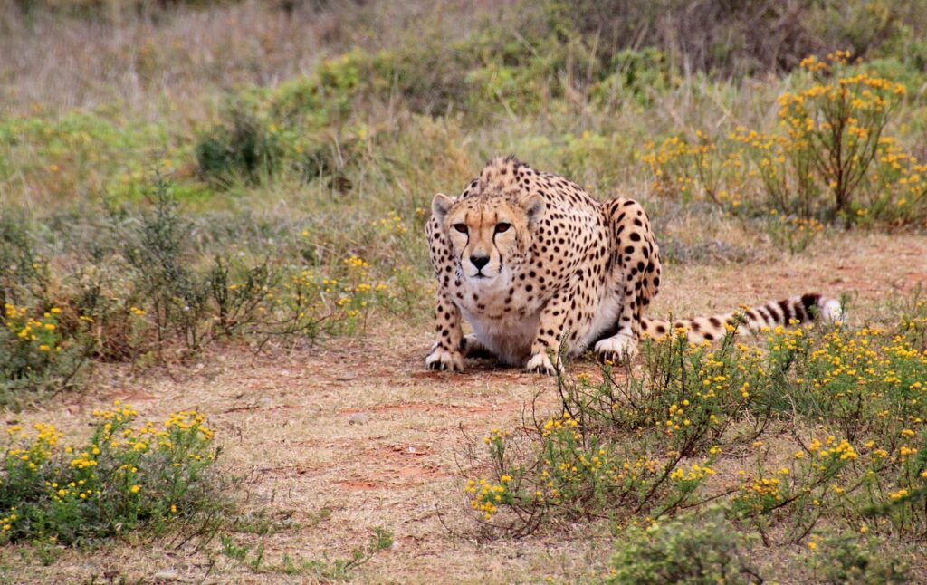 Safaris kenya | Safari Radar