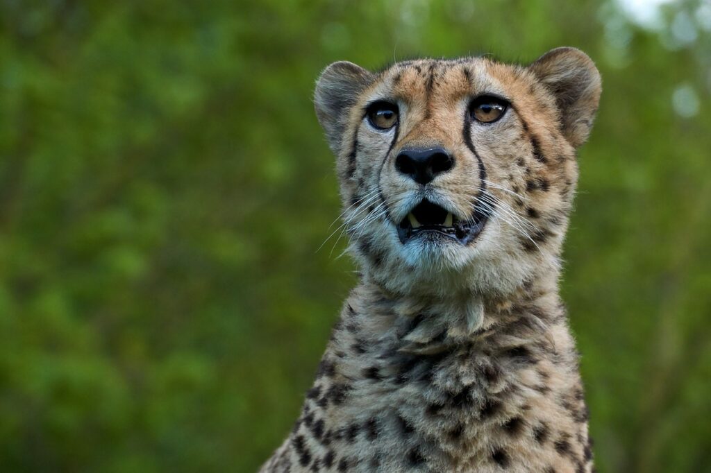 Sejour safari | Safari Radar