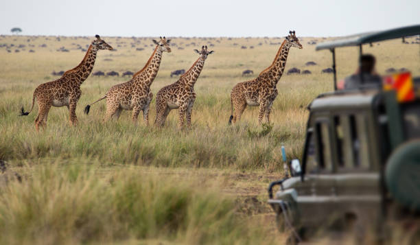Serengeti