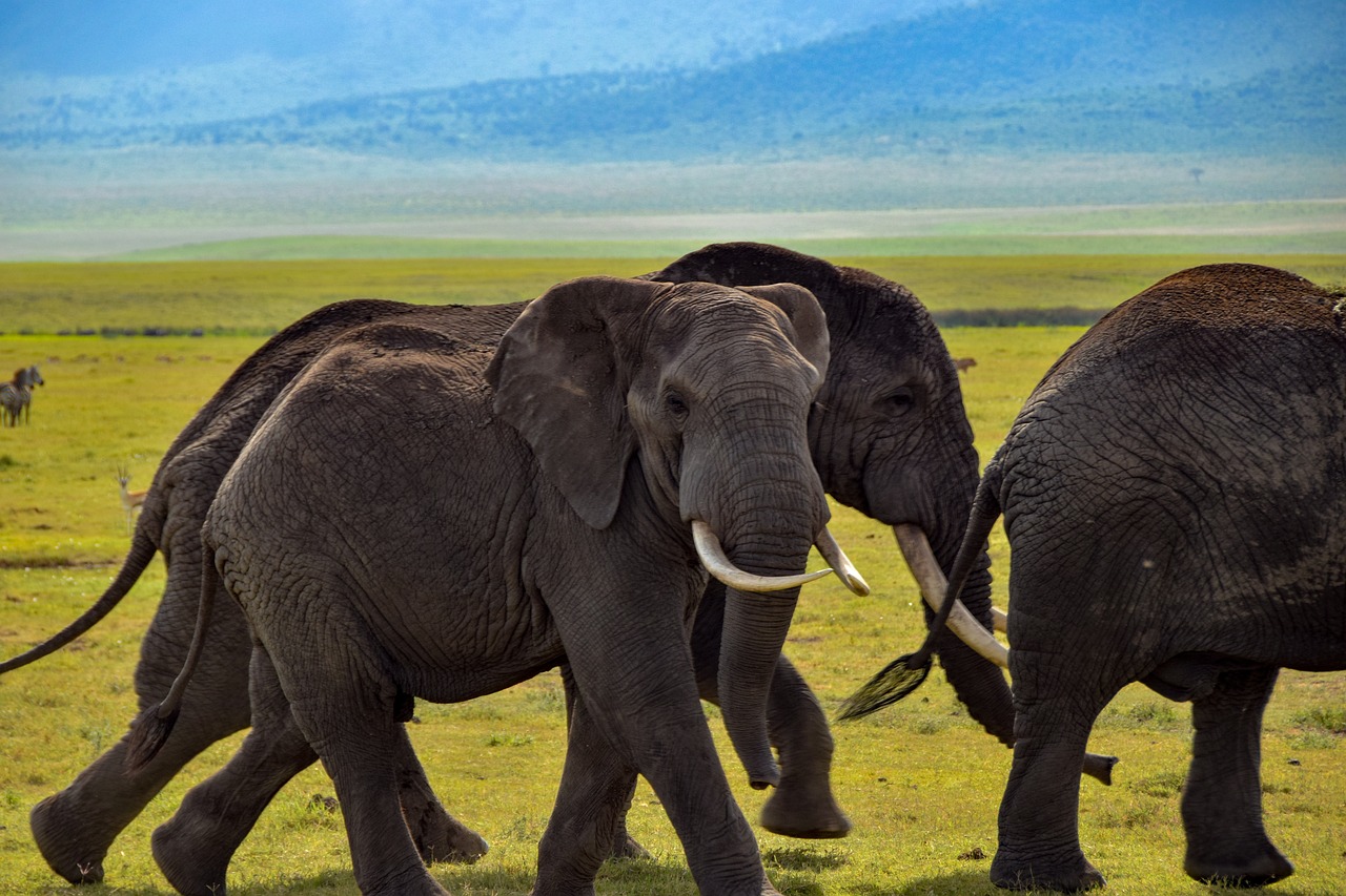 Quand faire un safari en Tanzanie ?