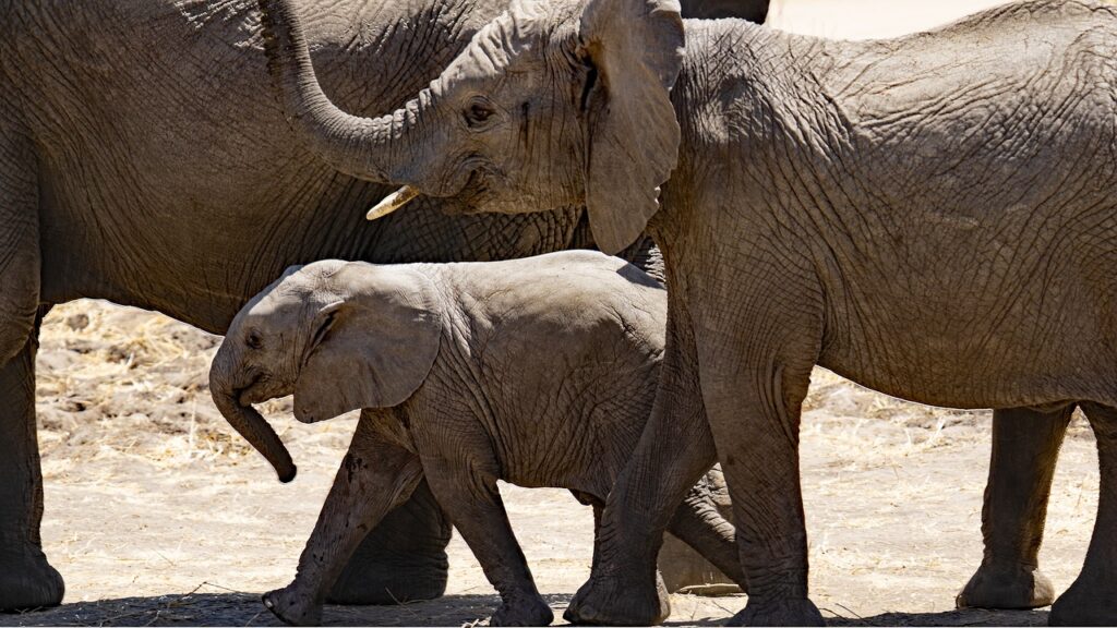 Safaris en Famille