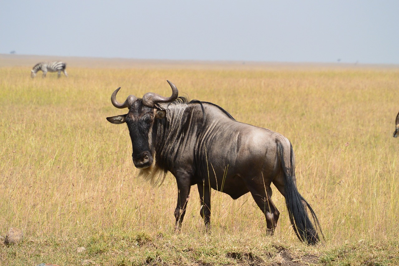 vetements pour safari