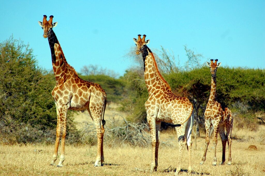 Voyage safari afrique | Safari Radar