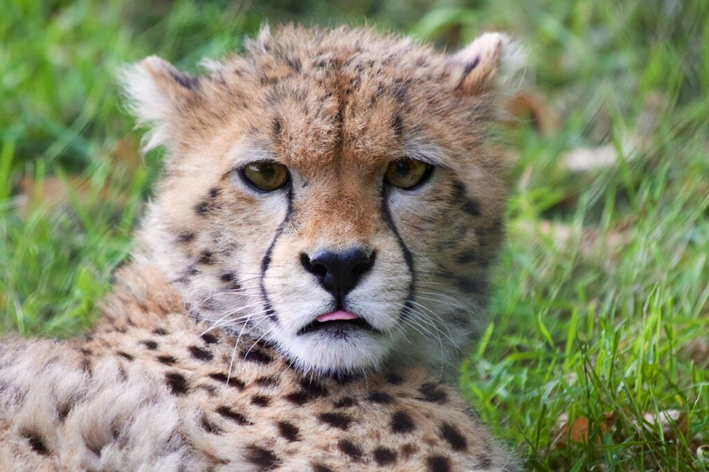 Zanzibar et safari | Safari Radar