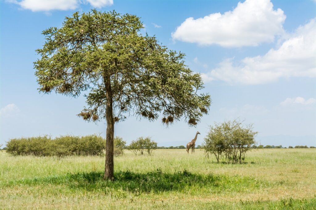 Cratère du ngorongoro tanzanie | Safari Radar