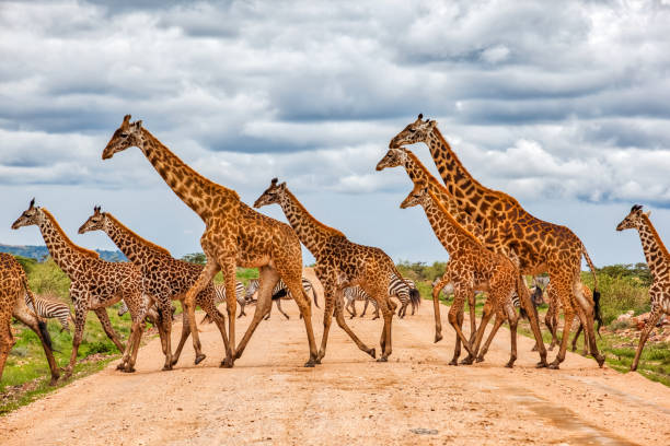Girafe