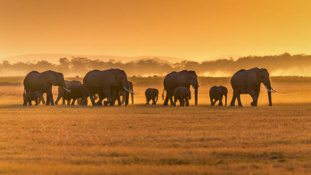Elephants