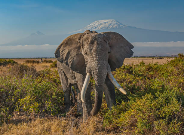 Elephants