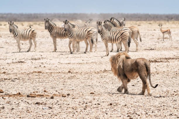 Lions